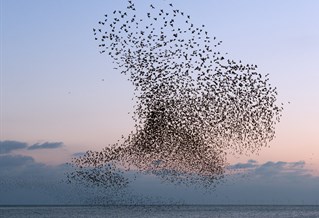 Photograph of starlings murmurating over West Pier, Brighton, by artist Christopher Stevens