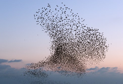Photograph of starlings murmurating over West Pier, Brighton, by artist Christopher Stevens