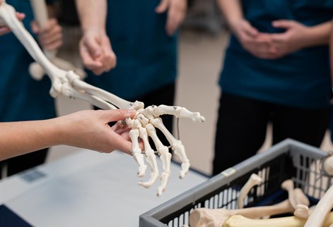 model of bones of an arm