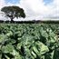 From the field to the fork