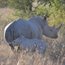 Brighton scientists fighting to save the Rhino