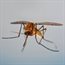 Knowing how mosquitoes hear can help combat the spread of diseases