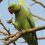 Parakeets flocking to Europe