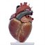 A heartbeat could be behind shootings