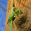 Invasive parrots: research highlights varied impacts
