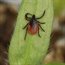 A hot spot for Lyme disease