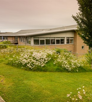 Flowers in front of a building