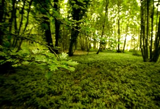 Forest floor with sunlight through oak trees