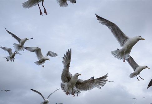 Seagulls