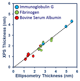 XPS and Ellipsometric thickness measurement comparison of three different proteins adsorbed on hydrophobic surfaces.