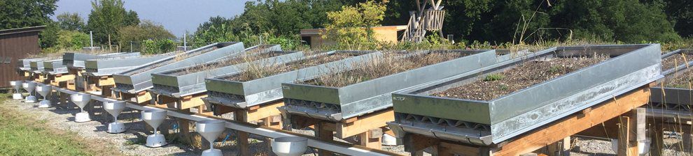 Organic Roofs