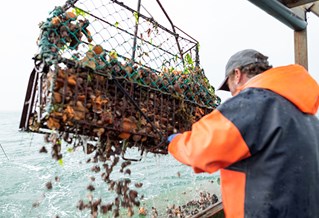 Oyster dredge