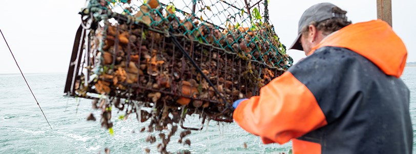 Man in sea fishing jacket leaning over boat to pull at industrial oyster net.