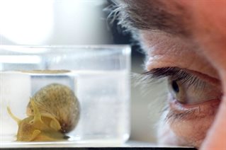 Mark and snail