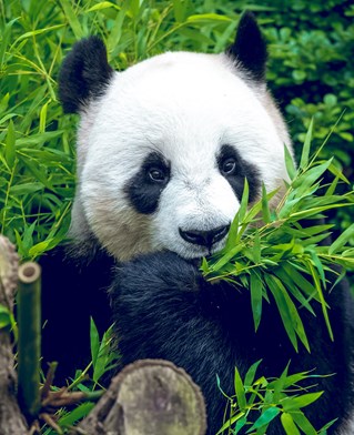 Panda eating bamboo
