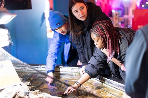 Three students looking in a rock pool in Sealife centre