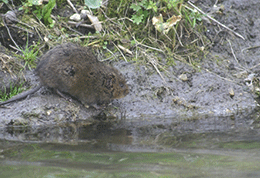 Water vole on river bank