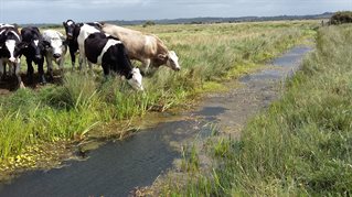 cattle drinking at a drainage channel