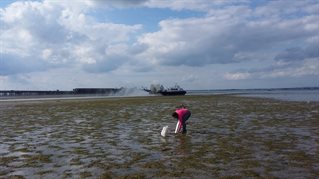 Water researcher collecting a sediment core in a seagrass meadow in southern England