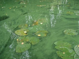 Aquamanche-blue_green_algae