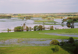 Image of marshland