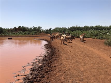 River with cattle alongside it
