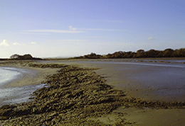 Low tide eroding intertidal cliff