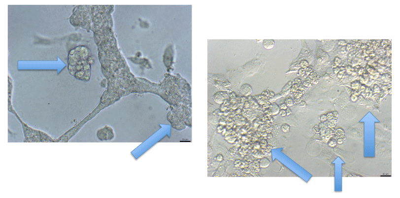 Murine-cells
