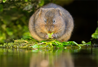 A water vole (Arvicola amphibius) represents research into environment and society