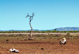 A photograph of a dry desert landscape in the grip of a drought.
