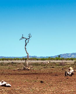 Desert landscape with a dead tree in the centre and a blue cloudless sky - to depict a drought.