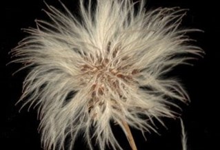 Pressed flowers on a black background. Image by Rachel Maloney, My grandmother's flower press, 2020.