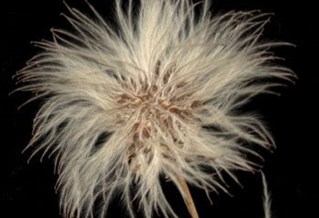 Pressed flowers on a black background. Image by Rachel Maloney, My grandmother's flower press, 2020.