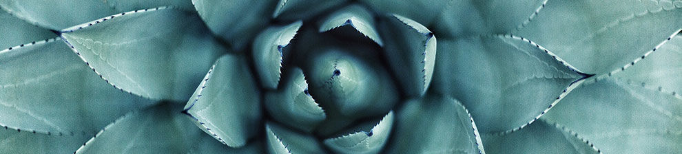 Illustrating mathematics research a close up of geometric natural patterns in a plant with concentric spreading leaves.