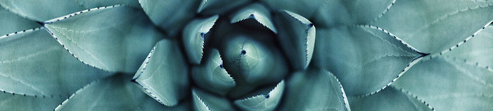 Illustrating mathematics research a close up of geometric natural patterns in a plant with concentric spreading leaves.