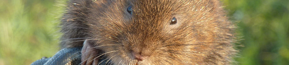 Banner illustrating ecology and conservation research shows a close up face of a water vole, part of the University of Brighton's research into aquatic ecology.