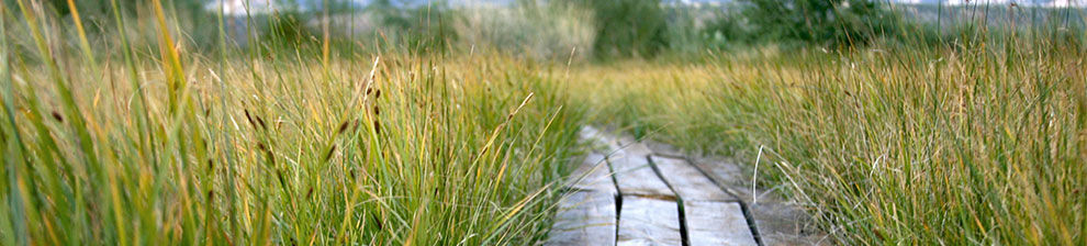 Banner illustrating research study in ecology shows a wooden path structure through tall grasses.