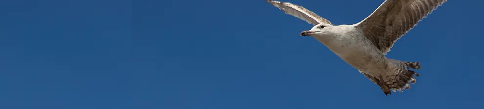 Banner with seagull motif reads apply now for a fully funded PhD Find out more.