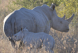 White Rhino and cub