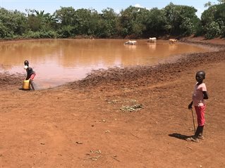 Two young Kenyan children collect water at a brown pool, cows bathe in the distance. Water contamination research from the University of Brighton.