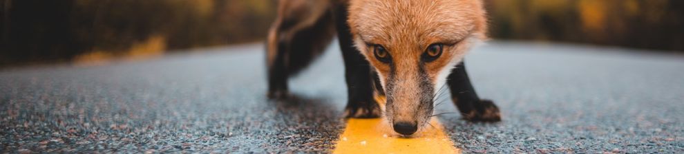 Wild fox sniffs at the new paint on a lined tarmac road. Courtesy Erik Mclean and Unsplash.