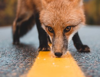 Wild fox sniffs at the new paint on a lined tarmac road. Courtesy Erik Mclean and Unsplash.
