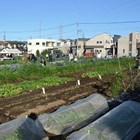 Urban agriculture research: increasing food production for city sustainability