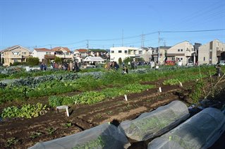 Area of urban farming with poly tunnels and dense urban housing beyond. Research into Continuous productive urban landscapes is taken by Katrin Bohn and Andre Viljoen to Kato Farm in Tokyo