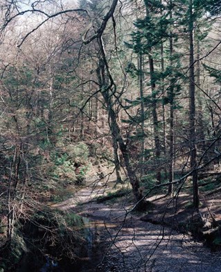 A colour photograph of a curved path through dense woodland. Strong vertical lines are formed by pine trunks. Sunlight on path and pine leaves creates juxtaposition of horizontal lines. Contrasts created of dead and living tree forms, deciduous and evergr