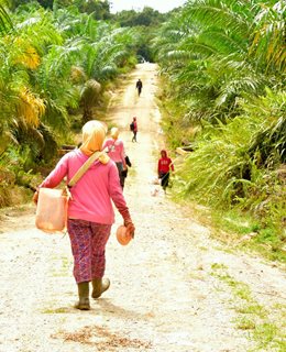Oil palm workers (Photo by Icaro Cooke Vieira, CIFOR)
