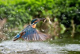 Kingfisher