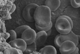 Biomaterials-Monolith-image