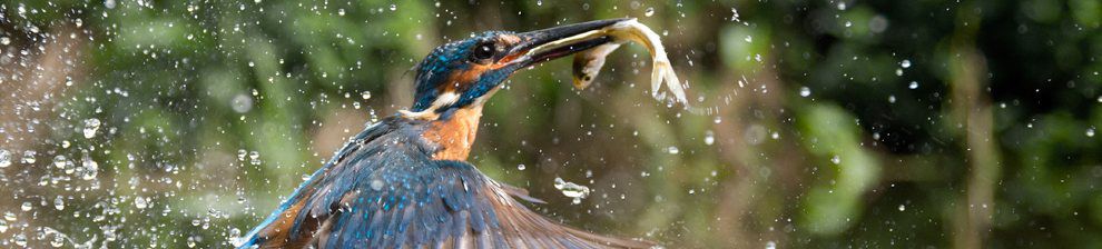 Kingfisher-banner