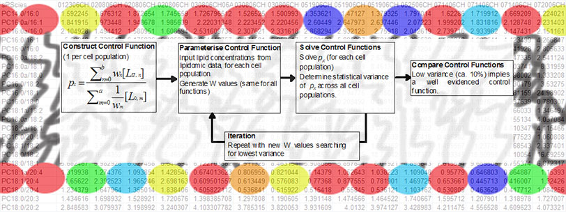 DDM-lipid-homeostasis
